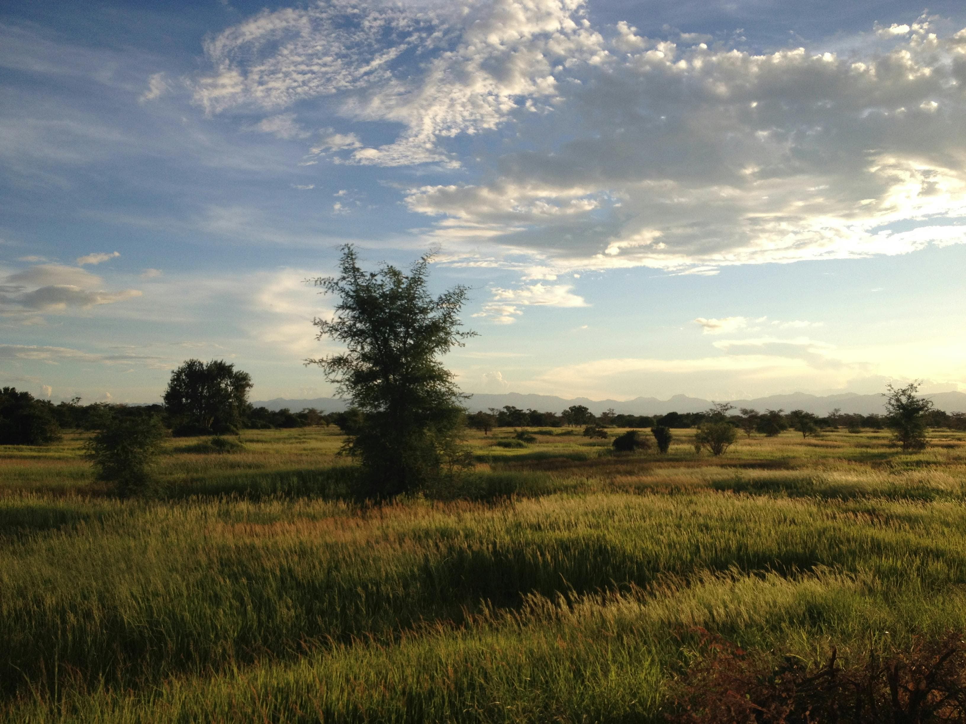 Wide-open Texas grassland with mesquite brush under a soft afternoon sky