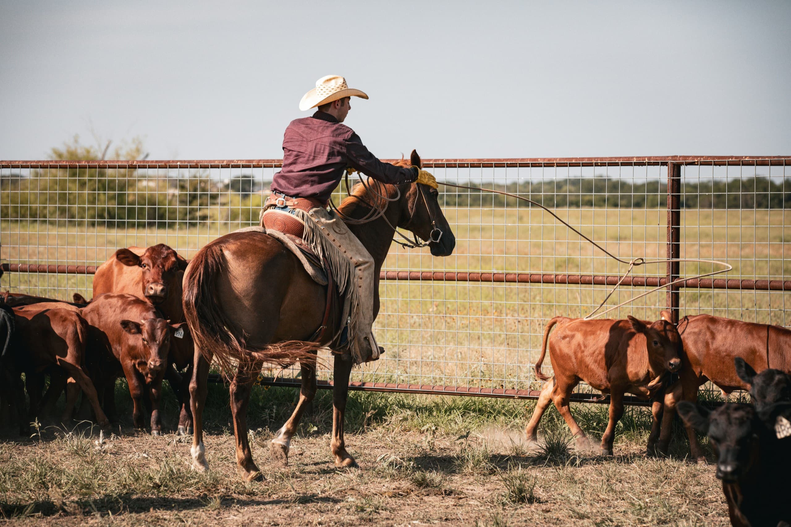 Texas rancher on horseback working cattle along a wire fence on his ranch